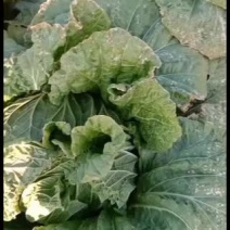 一百二十亩优质冬储秋王大白菜
