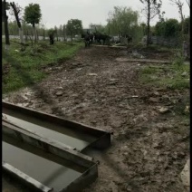 驴，生态养驴科学养驴