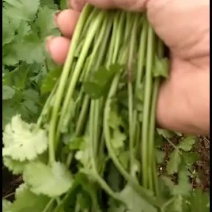 河南虞城县大叶香菜基地