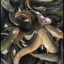 台湾泥鳅杭病强成活高长速快