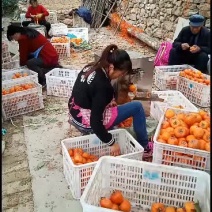 自产自销柿饼批发价销售