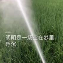 精品小葱，有香葱，小葱，长年供应