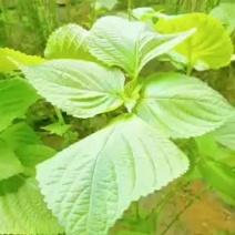 自己农场种植的苏子叶，叶大，色正