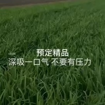 精品韭菜预定了老板联系
