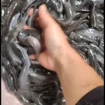 埃及塘鲺埃及王，杂交埃及，快大品种！欢迎全国客户前来订
