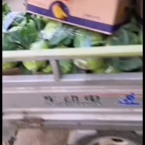长白大葱苤蓝大量上市。货源充足
