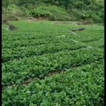 广西沙姜，山奈，沙姜，