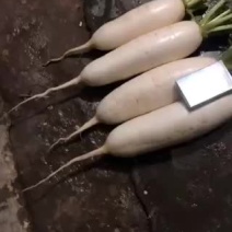 精品白萝卜上市中，产地直发，诚信经营，一次合作终身朋友