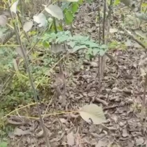 薄皮核桃苗嫁接苗香玲核桃苗辽核核桃苗