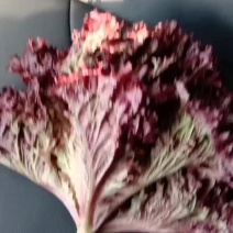 紫叶生菜