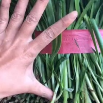 精品韭菜大量上市，需要了联系