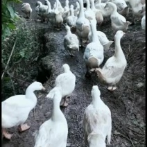 农村散养的草鹅，纯粮食