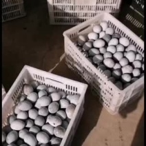济宁市微山湖特大松花蛋厂家直销
