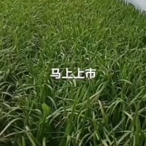 棚菜马上上市，需要了老板抓紧联系