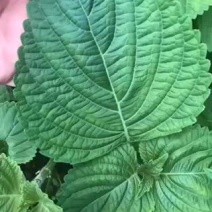 紫苏叶种植基地，常年出售紫苏叶，叶大，色正