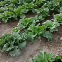 我处大量出售秋绿60白菜