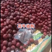 甘肃花牛蛇果批发零售