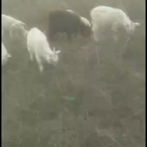 大山里的羊，羊肉，杂粮，胡麻油等