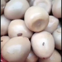 鹌鹑蛋啊鹌鹑蛋有一波涨价