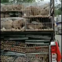 改良杂交肉兔，它抗病能力强，生崽多