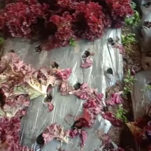 紫叶生菜。