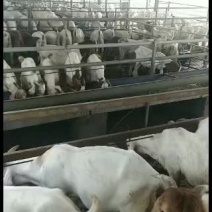 羊苗，什么品种都有，各种颜色，保证健康，常年有货