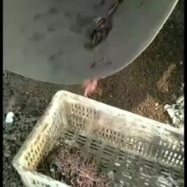 优质蚯蚓种苗，量大从优