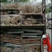 改良杂交肉兔，它抗病能力强