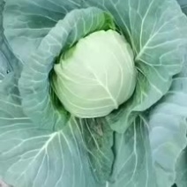 精品甘蓝菜