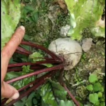 徐州精品红甜菜根品质优等级分选价格让农户客商满意