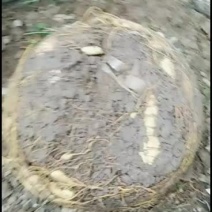 、盘根问底，专门出售地苦胆种种子，一手货源，包种包收。