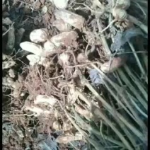 普洱高山民族种植七彩花生，
