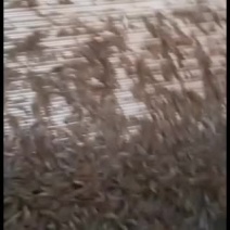 国产南美小青虾大卖中