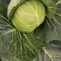 精品青甘蓝