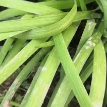 棚菜大量上市，需要了老板抓紧联系
