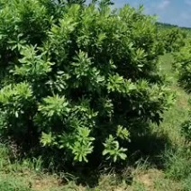 东魁杨梅树球型冠出售