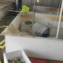 黄河口大闸蟹批发，一件代发，酒店，市场批发