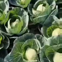 甘蓝