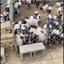 巴马香猪出售中要的联系