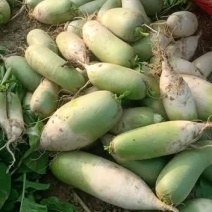 蔬菜青萝卜种植户大量有货量大从优