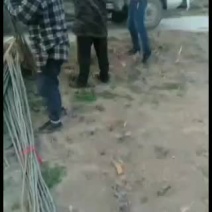 杨树苗低价批发107杨树苗大小规格齐全。