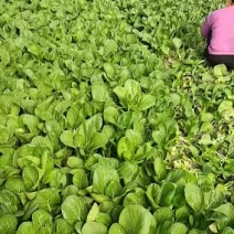 菜心，用真心保证质量和数量