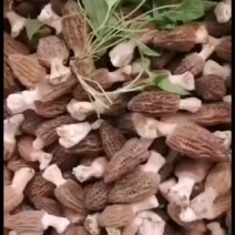 羊肚菌鲜品，便宜了很多啊