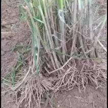 宽叶高产两年培育成的韭菜苗，是大棚盆栽的好选择