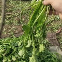 自家种的荠菜绿色食品30亩，七天左右大量上市