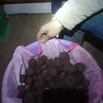 黑松露