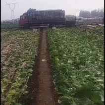 百亩秋绿60白菜基地