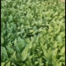 油麦菜精品油麦菜，各种精品叶菜大量上市。