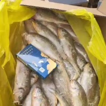 小黄花鱼新包装4斤每箱每斤10-11条价格超低