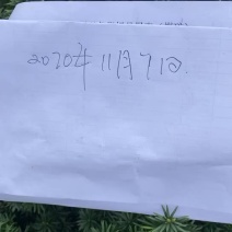 曼迪亚红豆杉大批量出售，自家基地保证品质